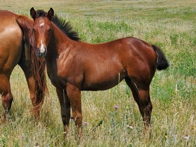 Whiskey Up Nebula JW <BR>AQHA 6370865